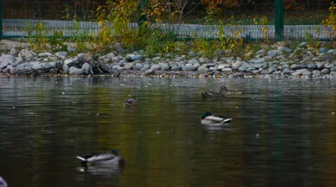 Zoo.Swans Stock Footage 22425313