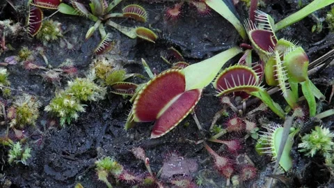 ZOpen leaf of Venus Flytrap growing in Carolina bay, North Carolina, USA Video stock 194977059