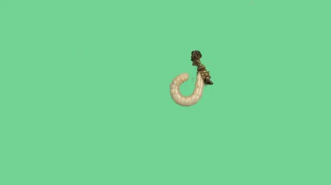 Zophoba or Superworm on green screen moulting Stock-Footage 34524037