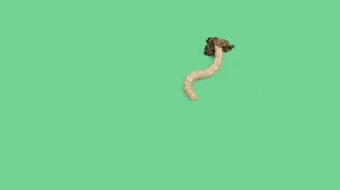 Zophoba or Superworm on green screen moulting process Stock-Footage 34525097