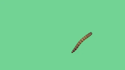 Zophoba or Superworm on green screen going from diagonal bottom up Video stock 34525155