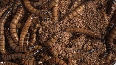 Zophobas Morio, Superworm in a macro shot 스톡 동영상 249896037