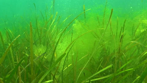 Zostera seagrass and green algae (Cladop... | Stock Video | Pond5