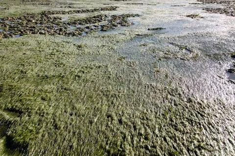 Zostera tidal flat Stock Photos