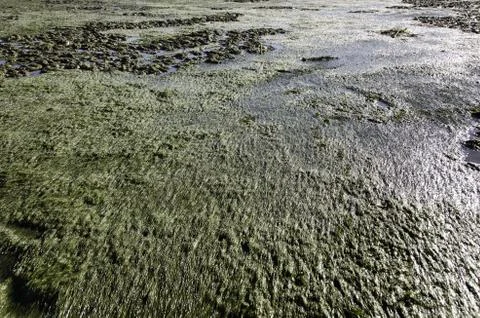 Zostera tidal flat Stock Photos