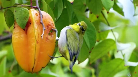 Zosterops, small Bird Close-up 4K Stock Footage 252267941