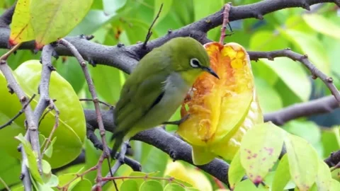 Zosterops, small Bird Close-up 4K Stock Footage 252267979