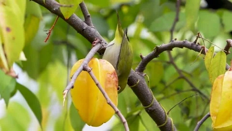 Zosterops, small Bird Close-up 4K Stock Footage 252267991