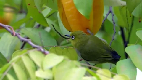 Zosterops, small Bird Close-up 4K Stock Footage 252267996