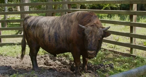 Zubron, a genetic mix of a bison and a domestic cow Video stock 138022357