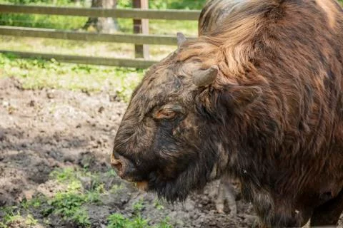 Zubron - hybrid of domestic cattle and european bison Stock Photos
