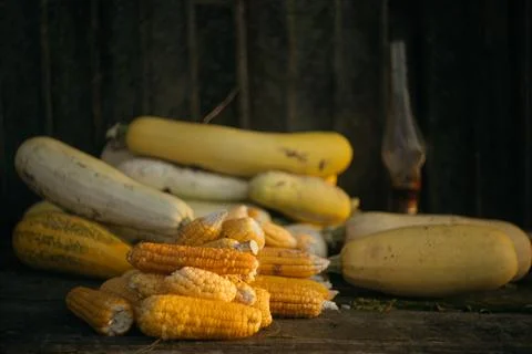 Zucchini and corn are picked and lying on the table. Autumn harvest Stock Photos