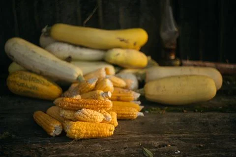 Zucchini and corn are picked and lying on the table. Autumn harvest Stock Photos