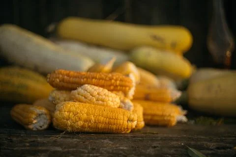 Zucchini and corn are picked and lying on the table. Autumn harvest Stock Photos