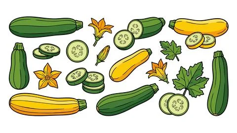 Zucchini and Yellow Squash Vegetable Icon Set Stock Illustration