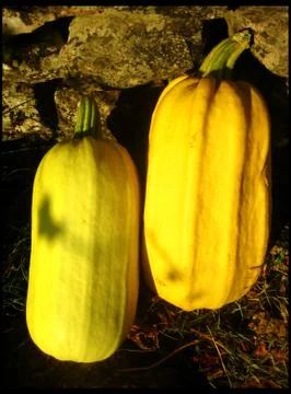 Zucchini big fruit vegetable background wallpaper fine art prints Stock Photos