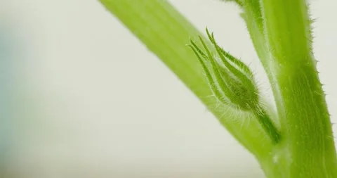 Zucchini Bud Video stock 131199895