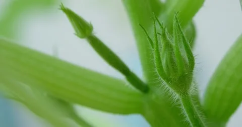 Zucchini Bud Stock Footage 131199982