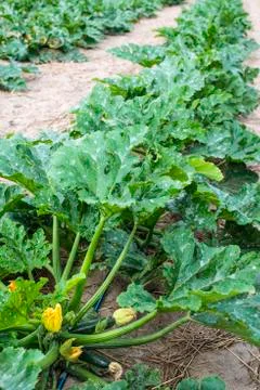 Zucchini in close-up on the field. Stock Photos