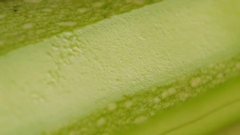 Zucchini close-up macro. Slice fresh courgette vegetable texture background Video stock 260413890