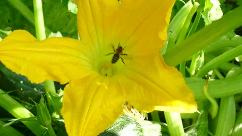 Zucchini in the country in the summer Stock Footage 158401232