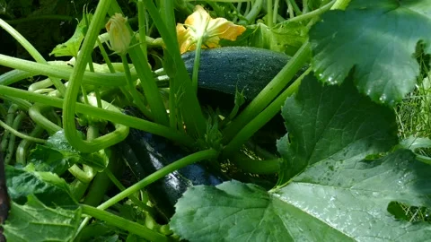 Zucchini in the country in the summer Stock Footage 158402042