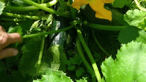 Zucchini in the country in the summer Stock Footage 158402192
