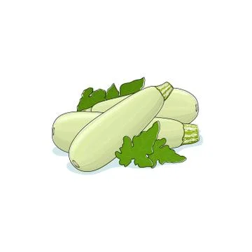 Zucchini Courgette Isolated on White Stock Illustration
