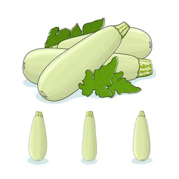 Zucchini Courgette Vegetable Stock Illustration