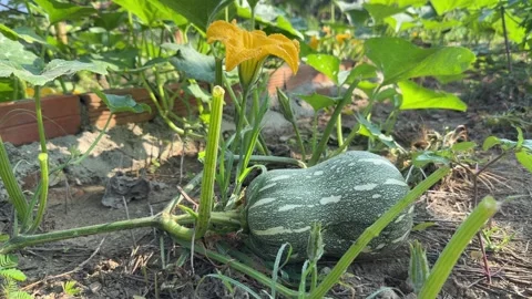 A zucchini develops on creeping stems among dense foliage across a cultivated ga Stock Footage 338000639