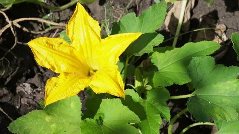 Zucchini flower blooming in the garden. Stock Footage 161069349