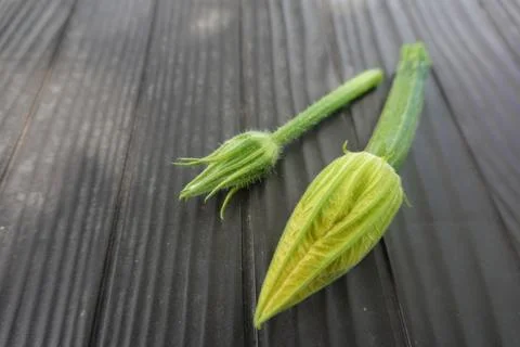 Zucchini flower bud and developing small zucchini squash on dark background.. Stock Photos