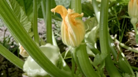 Zucchini flower Stock Footage 171555946