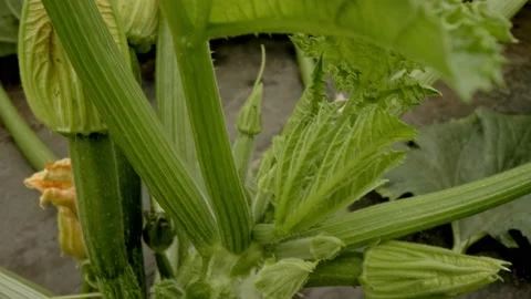 Zucchini flower Stock Footage 171559515