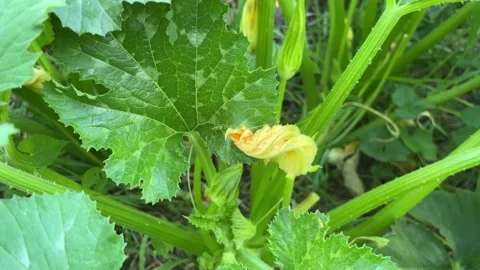 Zucchini flower Stock Footage 201284358