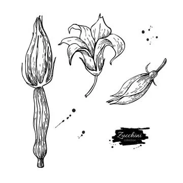 Zucchini flower hand drawn vector illustration set. Isolated Veg Stock Illustration