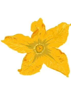 Zucchini flower Stock Illustration