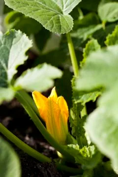 Zucchini flower Foto stock