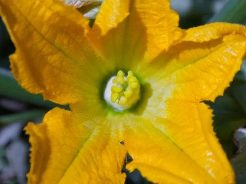 Zucchini flower Fotos Stock