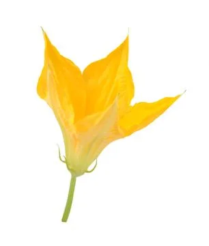 Zucchini flower Stock Photos