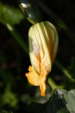 Zucchini Flower Stock Photos