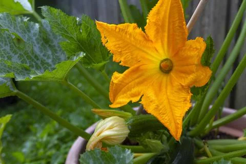 Zucchini Flower Stock Photos