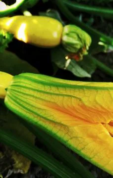 Zucchini flower Stock Photos