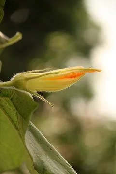 Zucchini flower 写真素材
