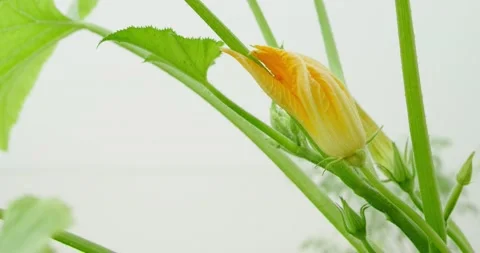 Zucchini flower on a stalk Stock Footage 132369856