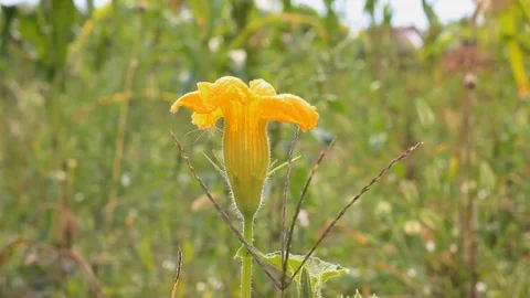 Zucchini flower sways in the wind Stock Footage 114079358