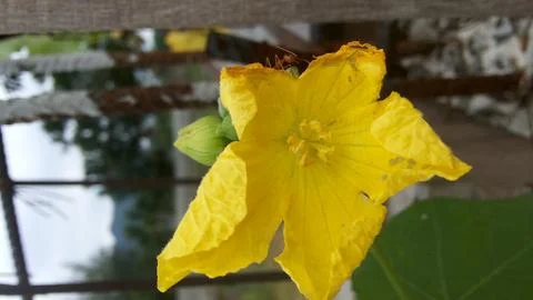 Zucchini flowers Stock Photos