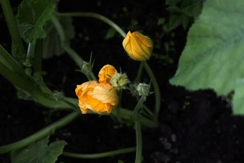 Zucchini flowers Stock Photos