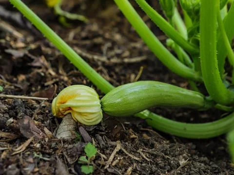 Zucchini in the foot Stock Photos