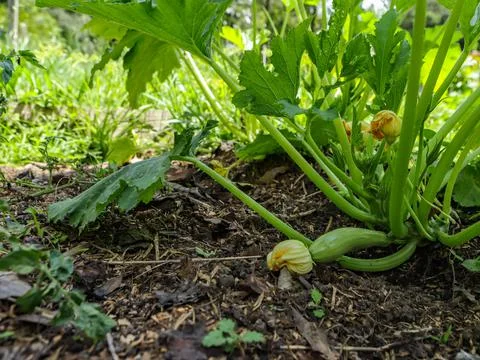Zucchini in the foot Stock Photos